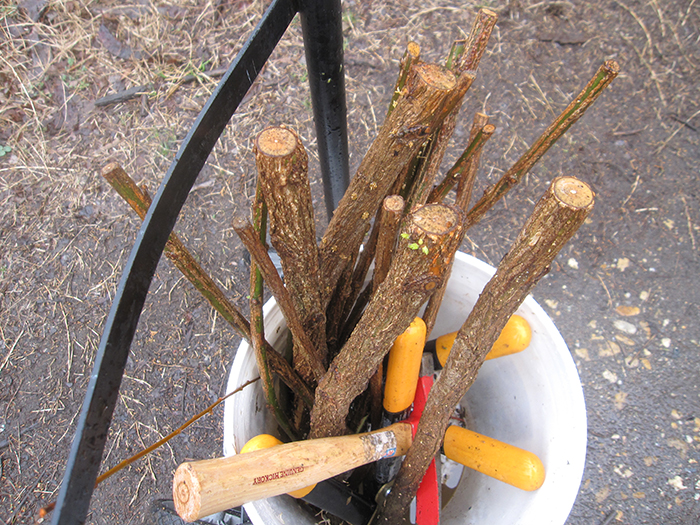 ready-to-plant_stakes_had_buds_or_emerging_leaves_and_white_rootlets-2-700.jpg
