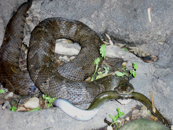 snake eel at Jones Point Park May 2005 Brent Steury