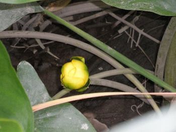 Spatterdock flower