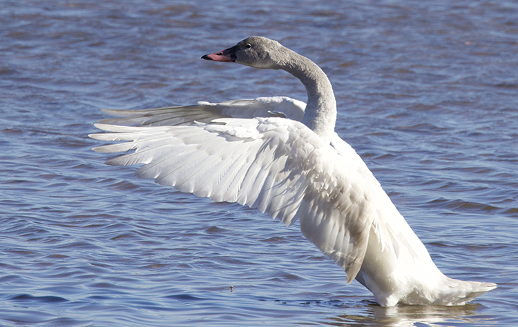 tundra swan eder 750