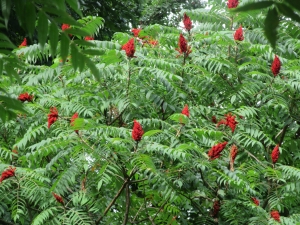 tw smooth sumac