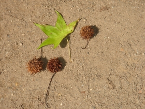 tw sweetgum