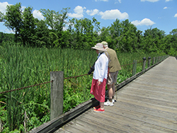 viewing from the boardwalk