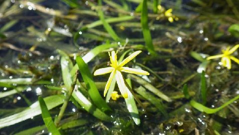 Water stargrass