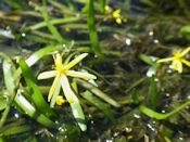 Water stargrass