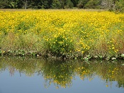 Dyke Marsh